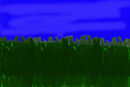 grass