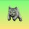 kitten by donatelo