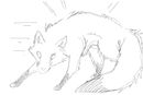 fox-sketch