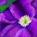 interior-of-a-clematis