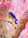 blue-bird
