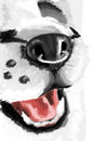 muzzle