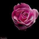 rose rose