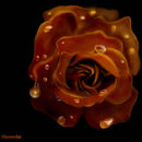 autumn-rose-with-dew-d autumn-rose-with-dew-d