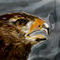 buzzard-in-the-storm by 29bhawk
