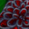 exotic-flower by Chitsukee