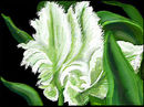 greenwhite-tulip greenwhite-tulip