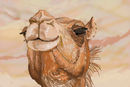 sketch-of-camel