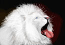 big-white-sleeper