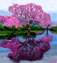 pink-reflection pink-reflection