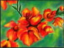 gladiolus