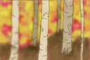 autumn-birch