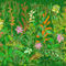 wild-plants by lookingforst