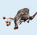 mockingbird