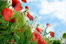 red-poppy