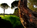 the-tree-trunk