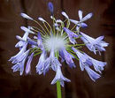 jewelry-lily