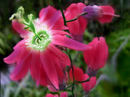 red-clematis