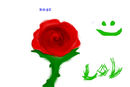 rose2 rose2