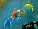 aquarium aquarium