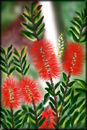 callistemon callistemon