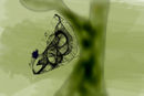 spiders-web