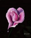 a-heart-shaped-rose