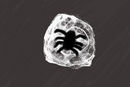 the-spider