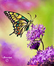 butterfly
