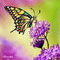 butterfly by Bamboo