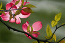 pinkwhite-dogwood