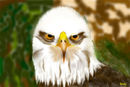 bald-eagle