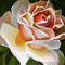 creamy-orange-rose by kutedymples