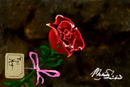red-rose red-rose