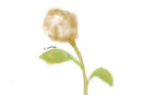 piece-of-cotton