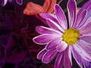 kathys-flowers kathys-flowers