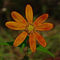 helianthus-divaricatus by carlytheartist