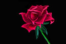 rose rose