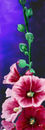 hollyhock