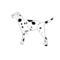 dalmation by silentwolves
