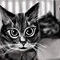 house-cat by mudpuddle