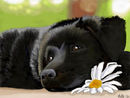 lazy-days