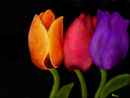 three-tulips