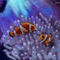 clown-fish by Bamboo