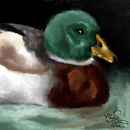 quack quack