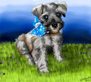 beckys-blue-eyed-schna