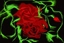 roses