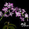 orchid by artmaniac14