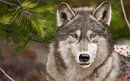 winter-wolf