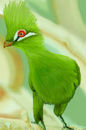 the-green-bird the-green-bird
